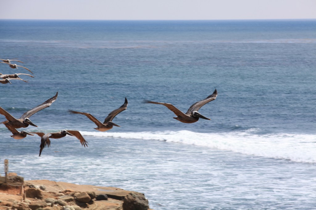 Birds flying along rocky cliffs at the ocean