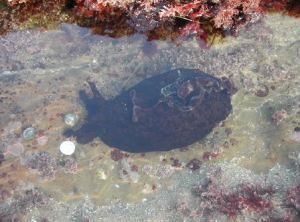 CA Sea Hare