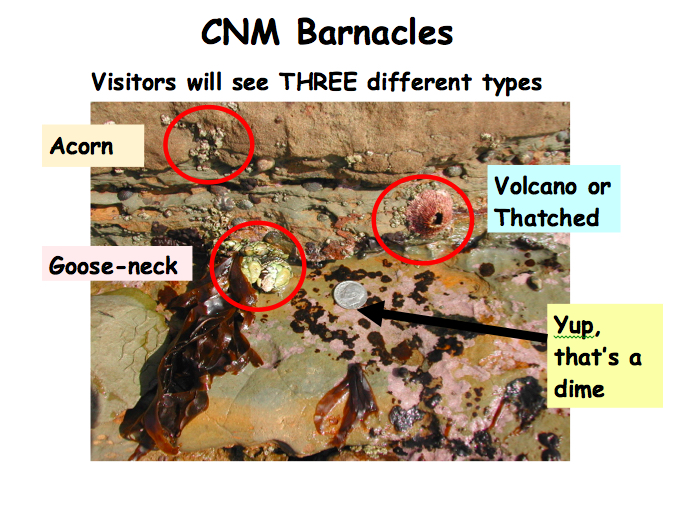 Barnacles Overview – CNM VIP Voice