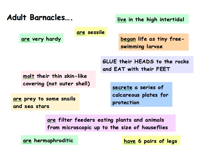 Barnacles Overview