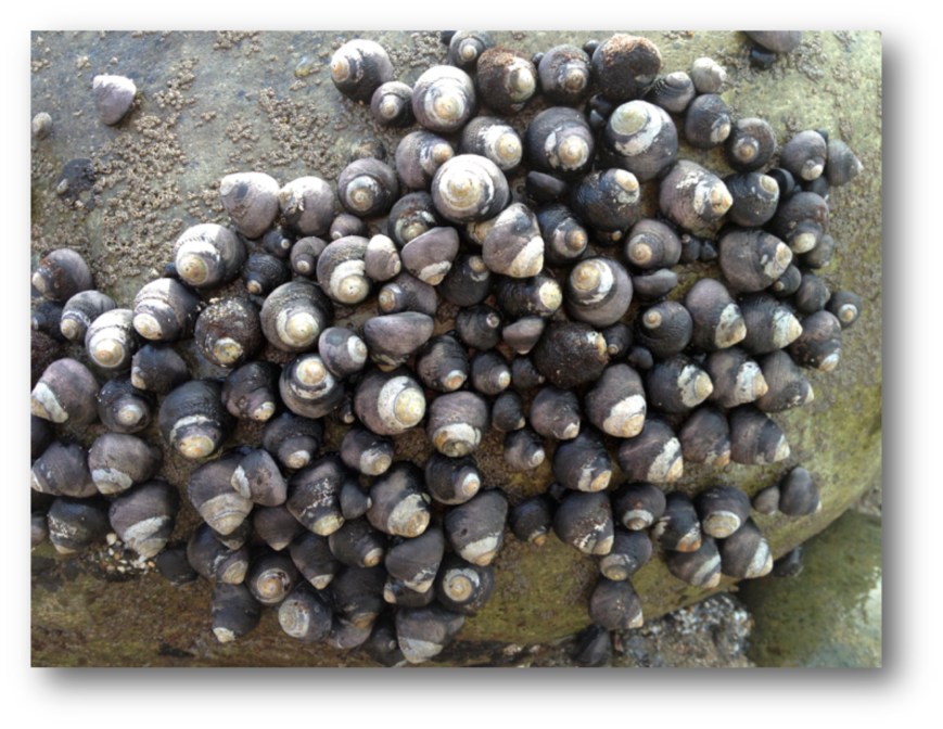 Black Tegula Snails