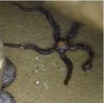 Brittle Star