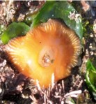 Brooding Anemone Closed