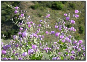 Bush Mallow