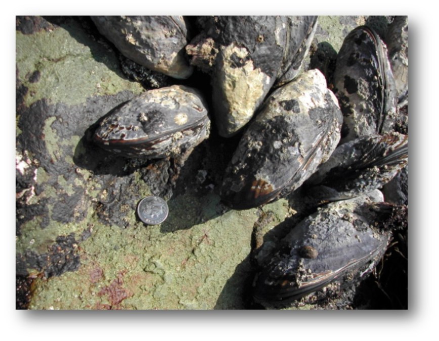 California Mussels