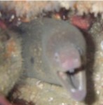California Moray Eel