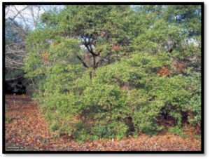 California Scrub Oak