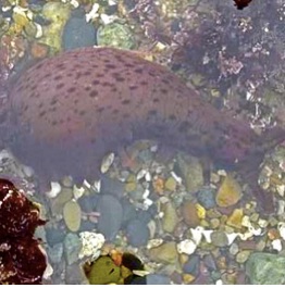 California Sea Hare