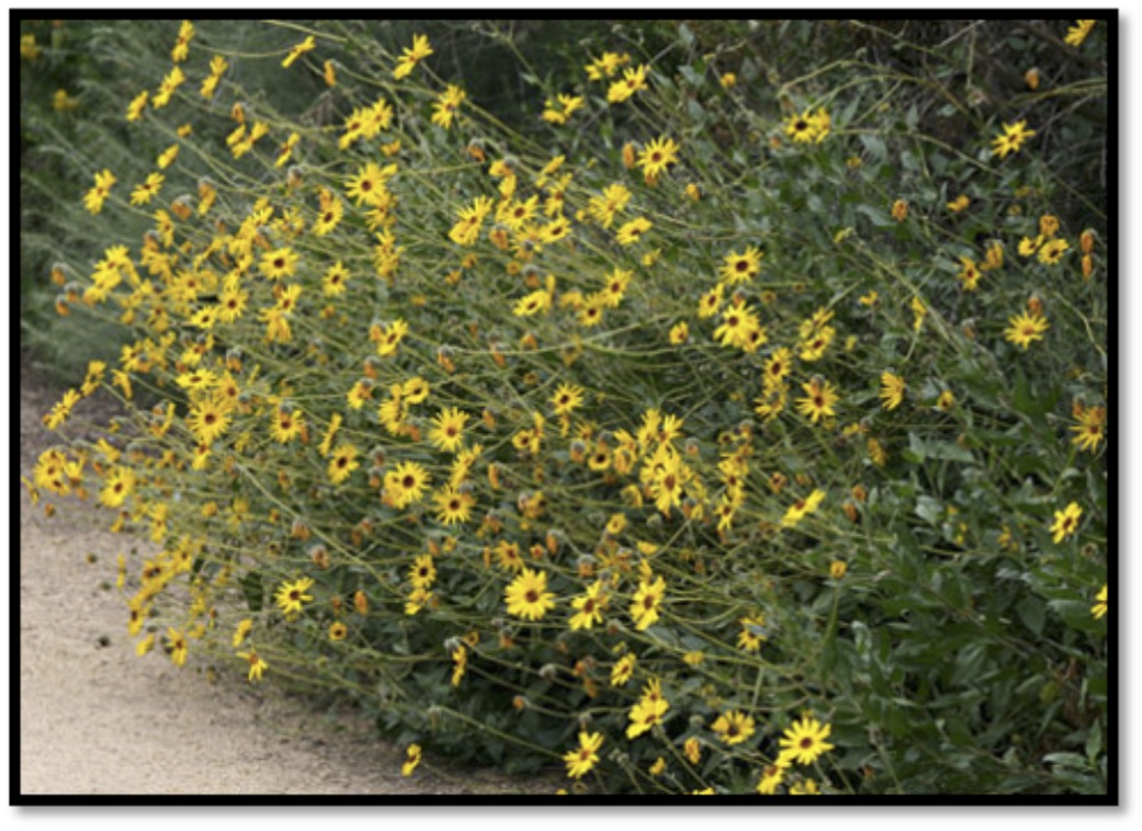 California Sunflower