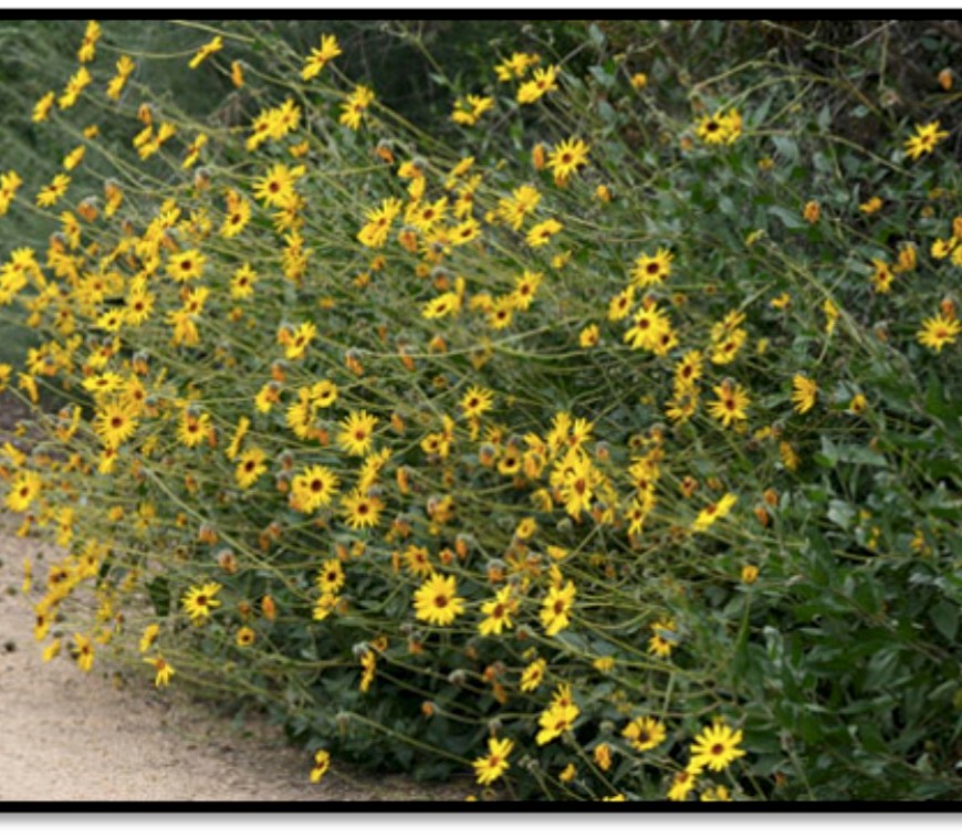 California Sunflower