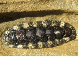 Chiton