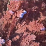 Coralline Red Algae