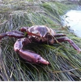 Globose Kelp Crab