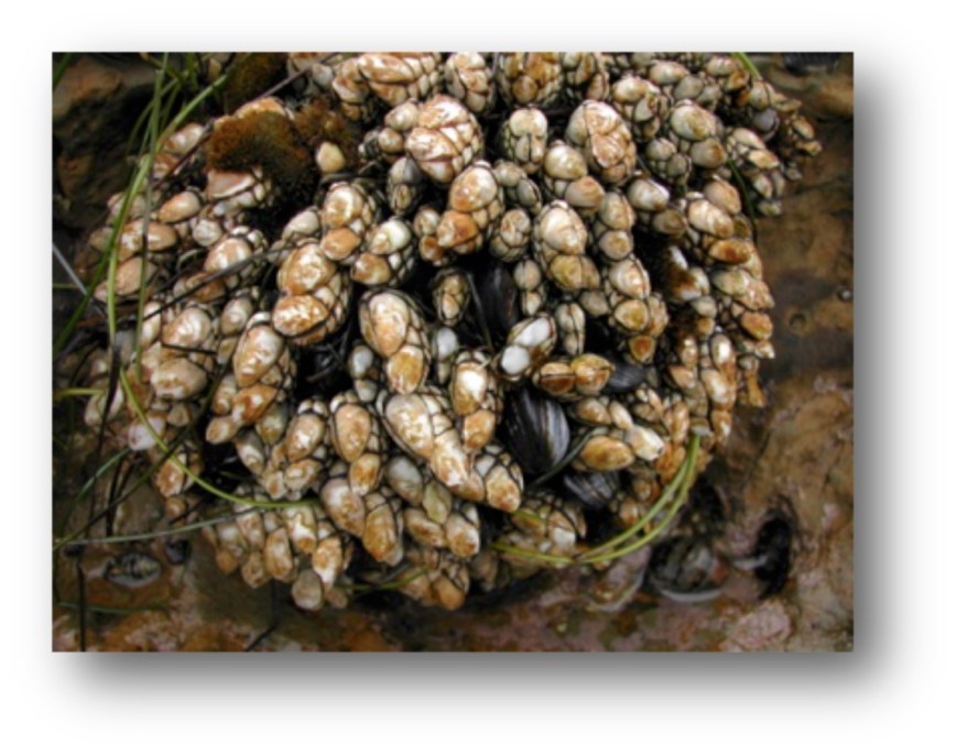 Gooseneck Barnacles