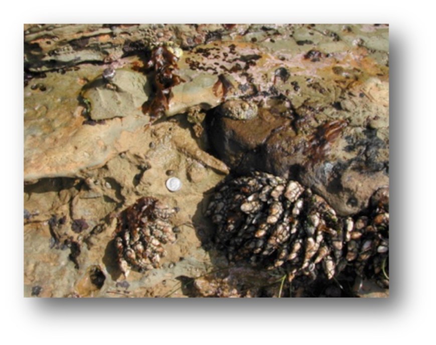 Gooseneck Barnacles