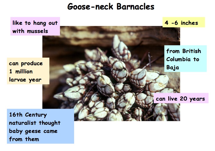 Gooseneck Barnacles
