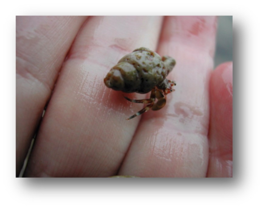 Hermit Crab