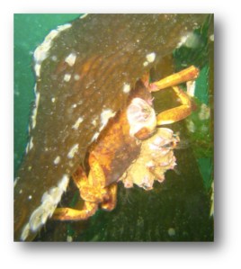 Shield-Backed Kelp Crab