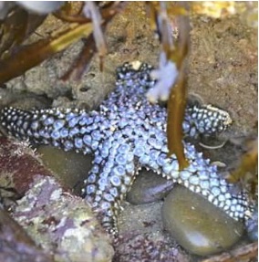 Knobby Sea Star