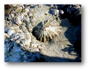 Limpets