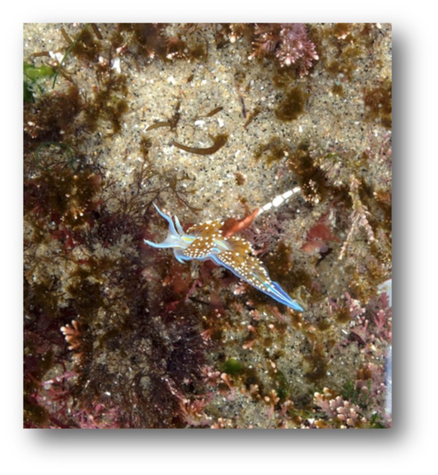 Opalescent Nudibranch