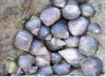 Periwinkles