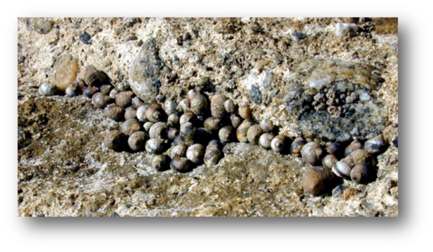 Periwinkles
