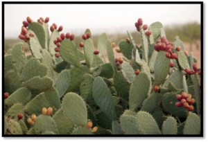 Prickly Pear Catcus Fruit