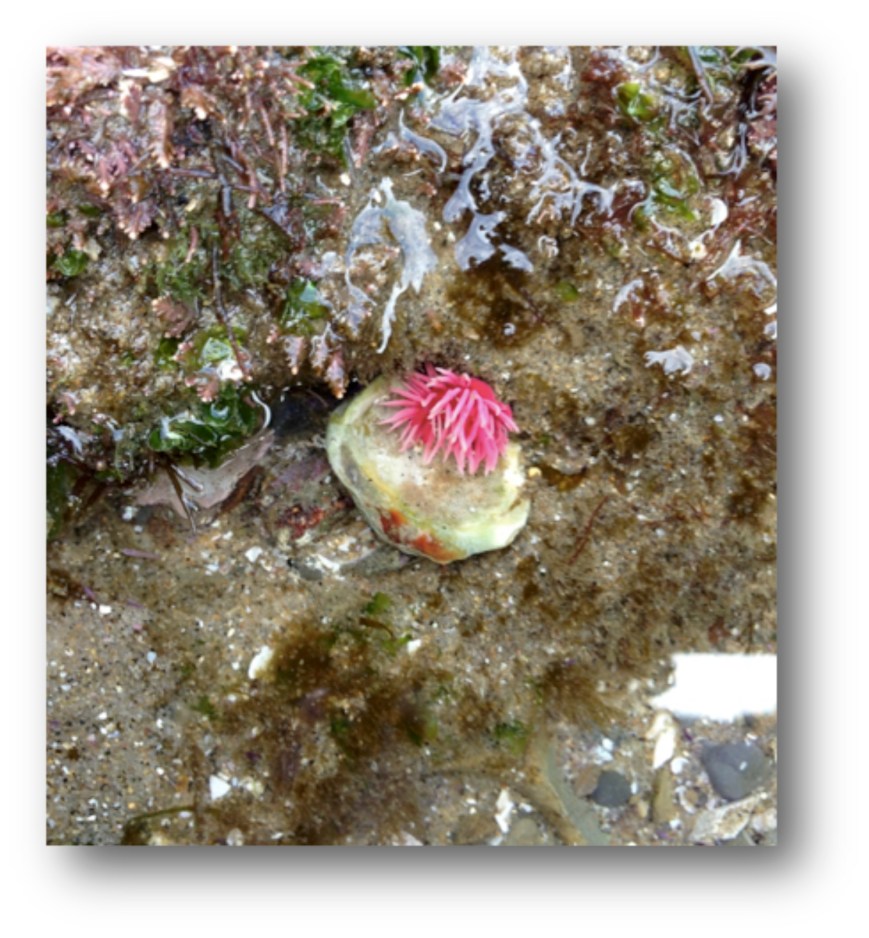 Rosy Nudibranch