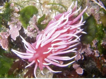 Rosy Nudibranch