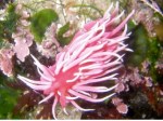 Rosy Nudibranch