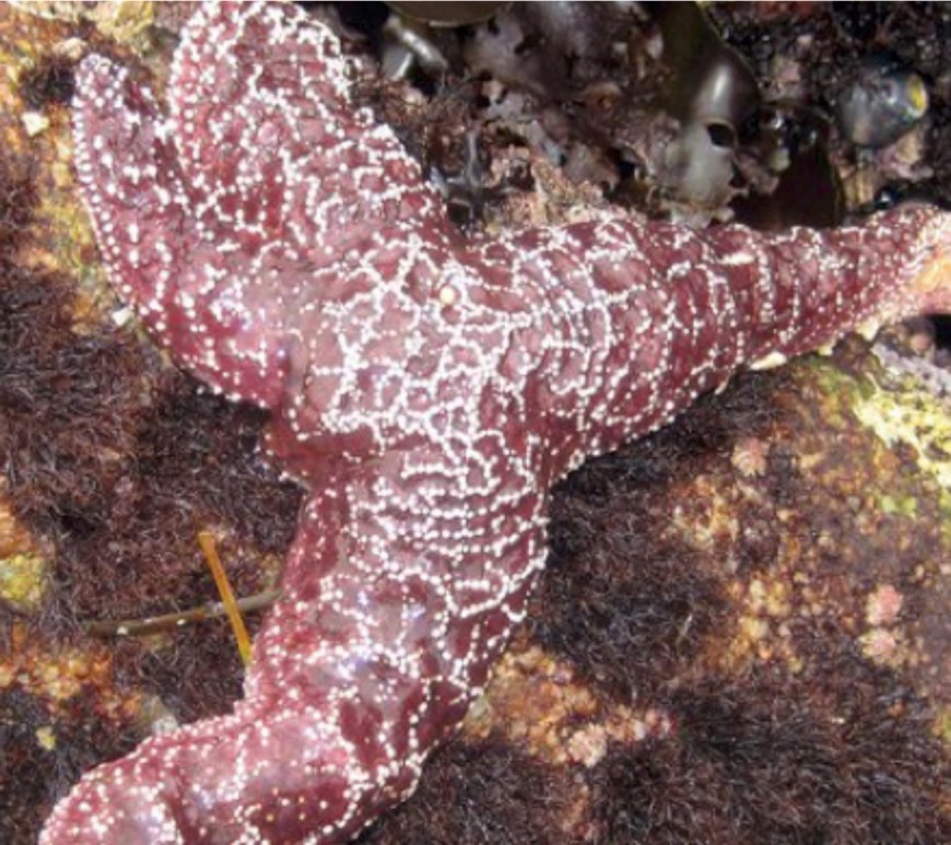 Sea Star Wasting Disease