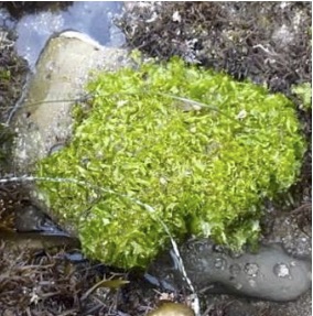 Sea Lettuce