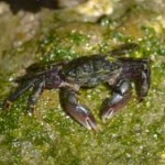 Shore Crab