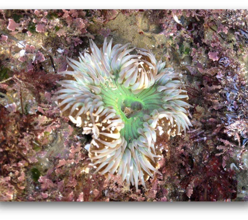 Solitary Anemone