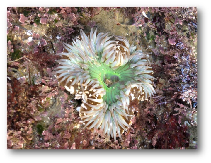 Solitary Anemone
