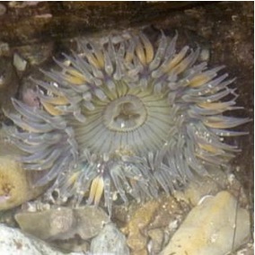 Solitary Anemone