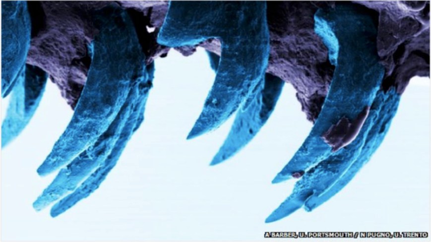 Strength of Limpet Teeth