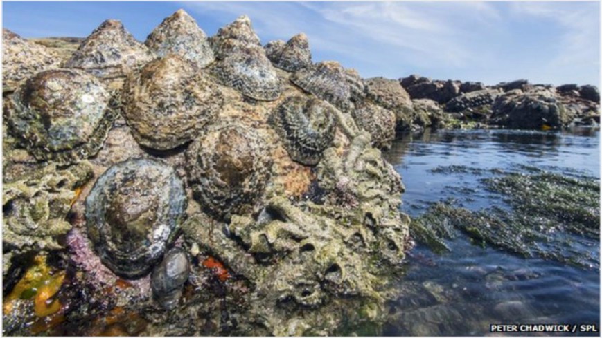 Strength of Limpet Teeth