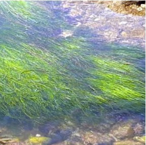 Surf Grass