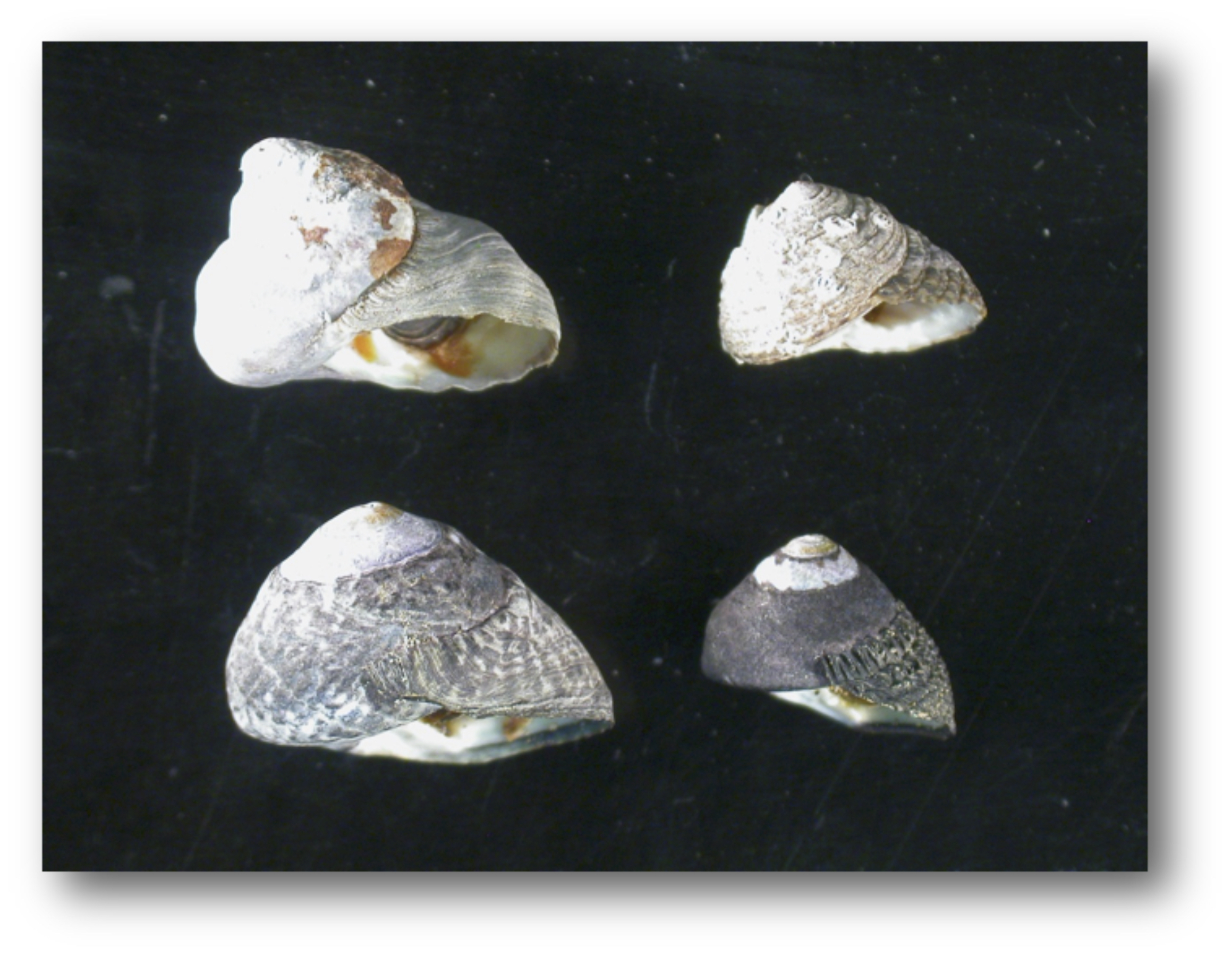 Tegula Snails – CNM VIP Voice