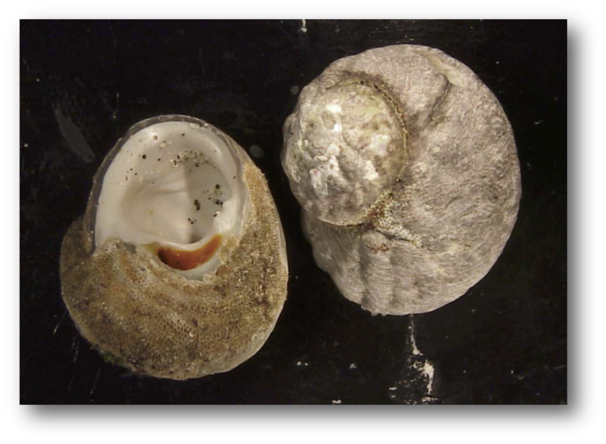 Tegula Snails – CNM VIP Voice