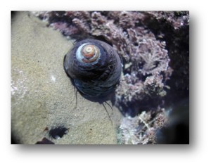 Turban Snail