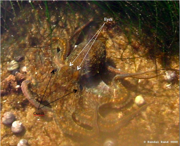 Two spotted Octopus