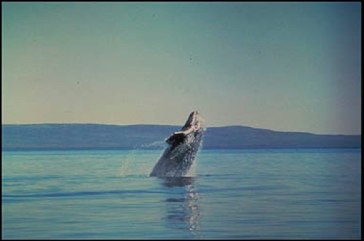 Whale Breaching