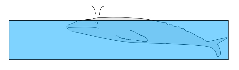 Whale Breathing