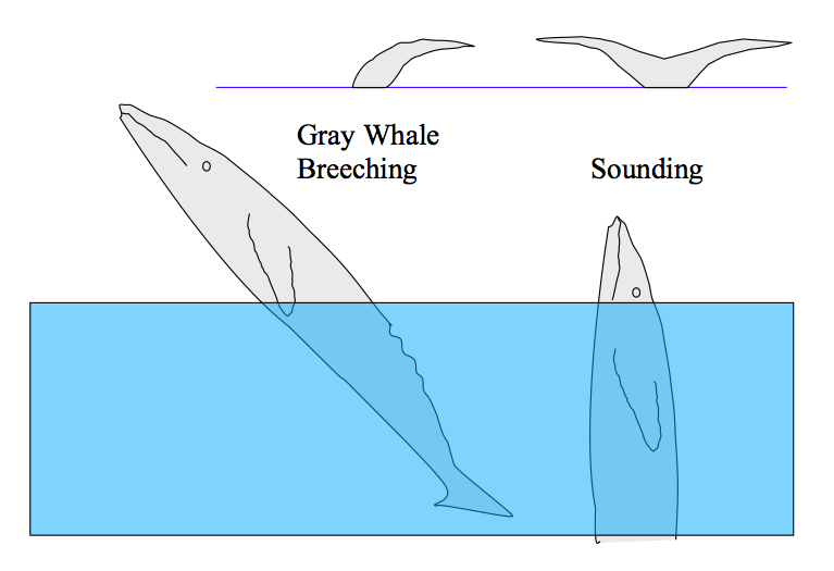 Whale Breathing