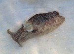 California Sea Hare