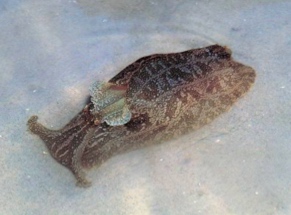 California Sea Hare