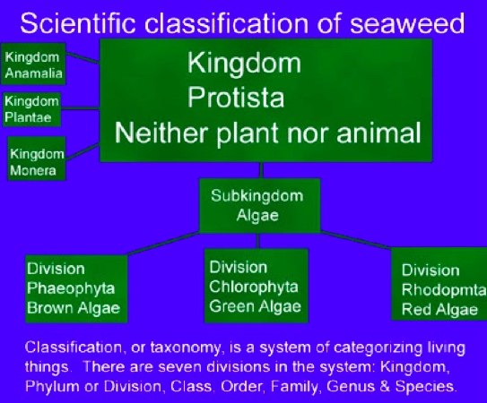 Classification of Seaweed